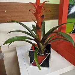 Plantera 1 - Sold- por encargo - Imagen 1