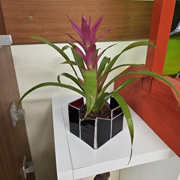 Plantera 3 - Imagen 1